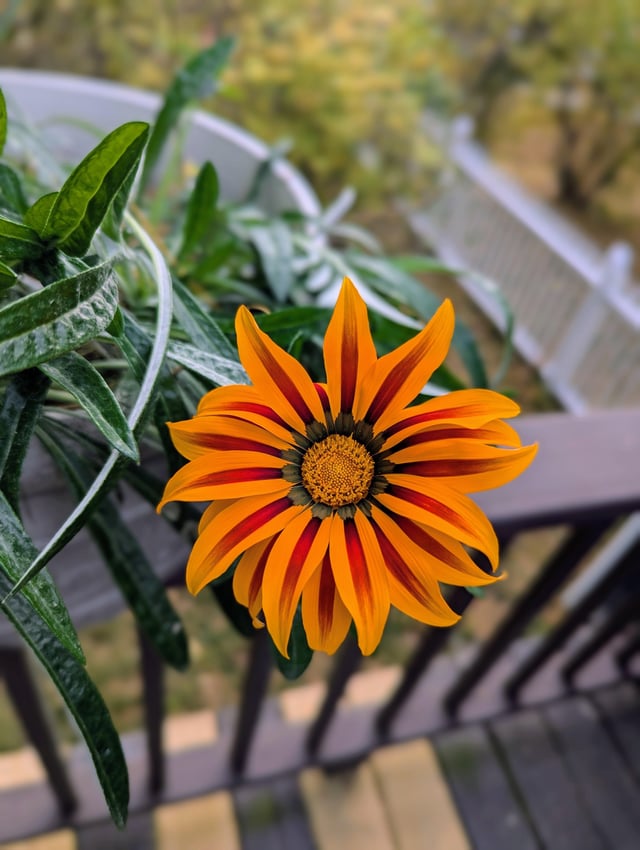 Gazinias are digging this Indian summer here in Massachusetts – Reddit Post