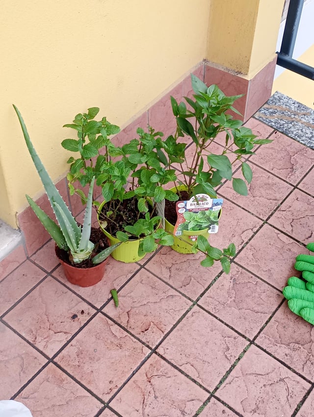 (complete beginner here) Can I safely use my spearmint leaves, boil them in hot water, let them steep, and drink them? or should I do anything to them beforehand? – Reddit Post