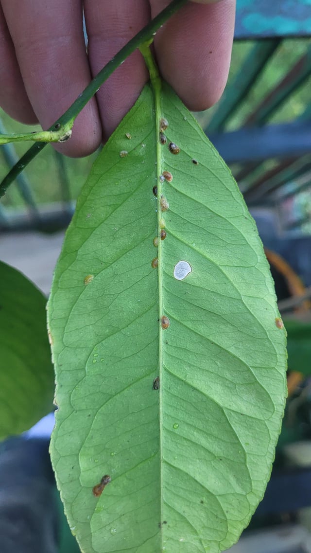 [Poland] My citrus plant had ant infestation during the summer. I managed to get rid of it using spray and baking soda but I got those things around the plant. It’s getting cold and I am keeping my plant indoors for the winter. Will anything hatch from those? – Reddit Post