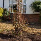 What’s going on with my acer?