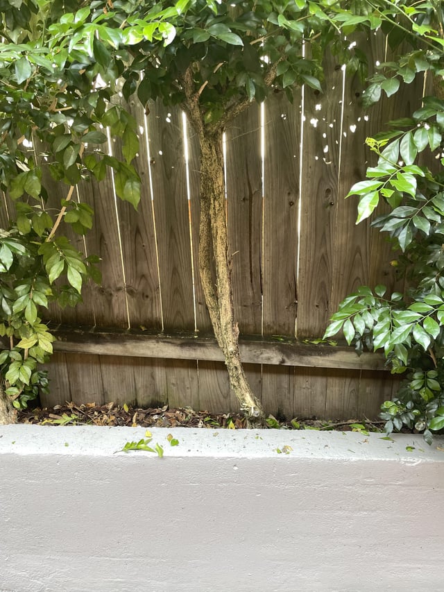 How do I make my hedge shoot