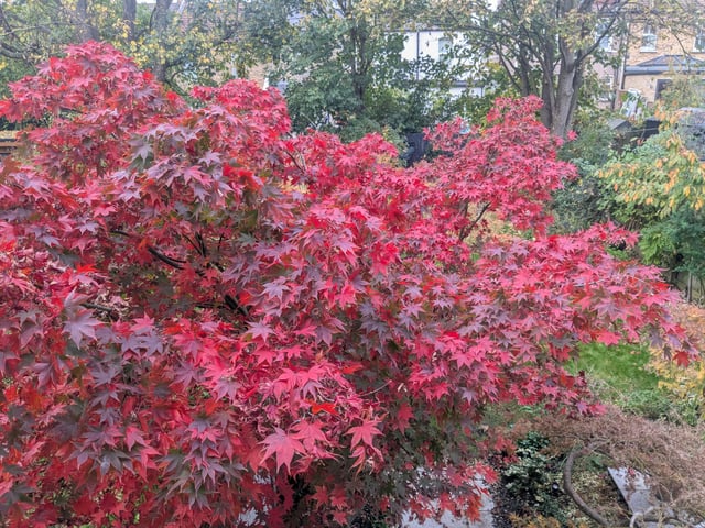 Acer is on fire this time of year!