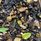 Acorns germinating now?