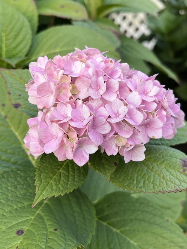 Anyone else get random late season blooms? Both our hydrangea and lilac had some this month. – Reddit Post