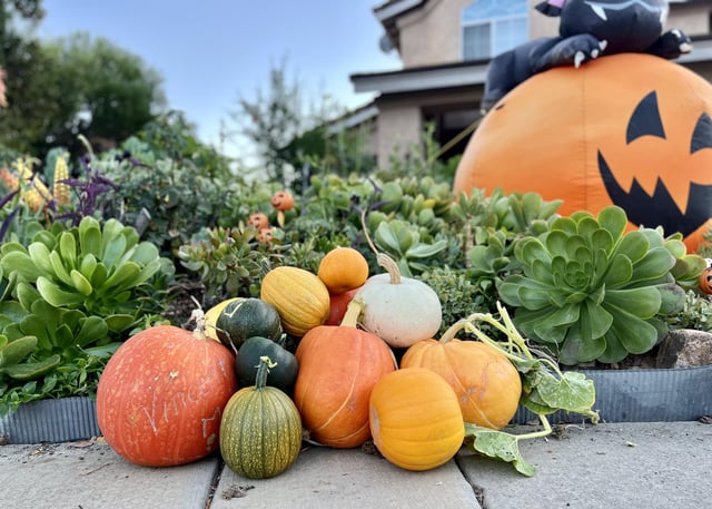 All these pumpkins grew in our small garden this year 🧡🎃 – Reddit Post