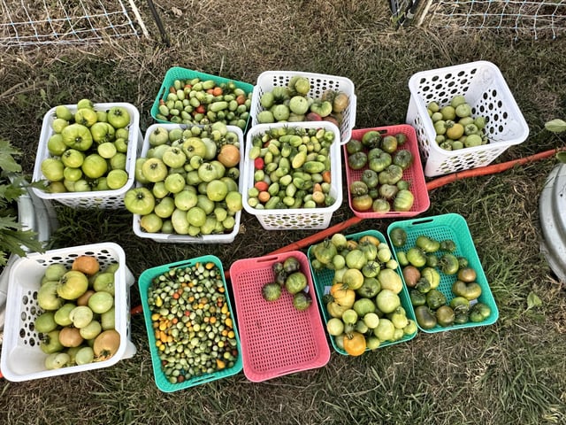 tomato harvest – Reddit Post