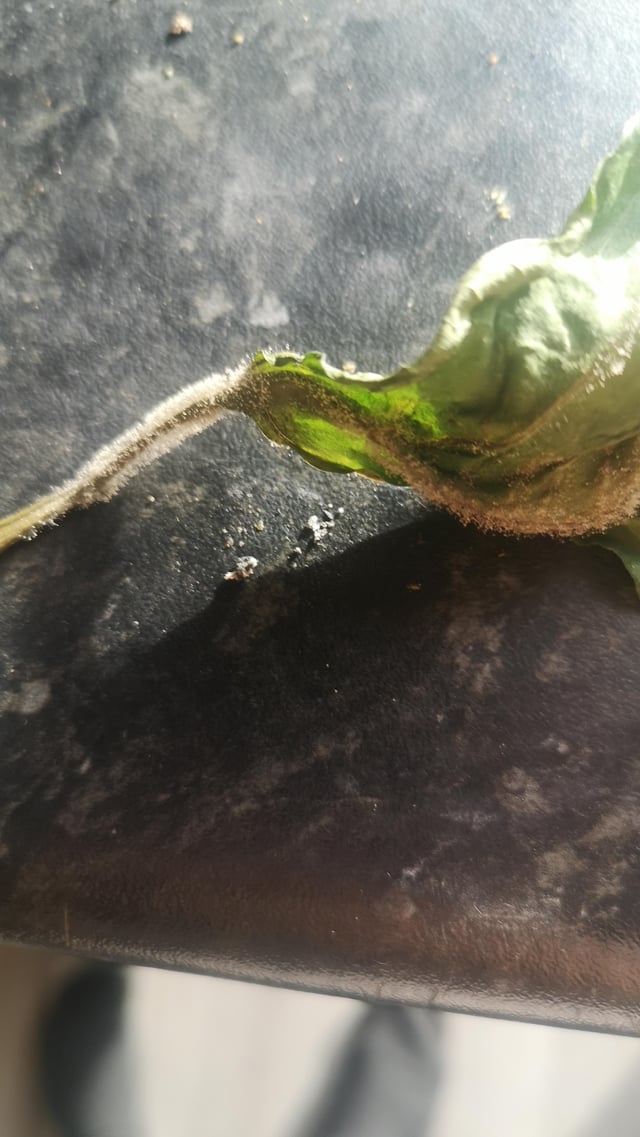 Does anyone know what this is