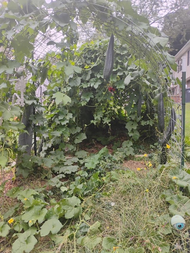 Famous last words. “Let’s see what the one dying Loofah vine will do” – Reddit Post