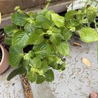 Perilla Plant is Flowering – Reddit Post