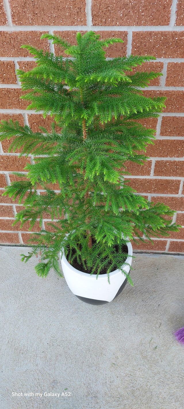 Any idea on what kind of tree this is?