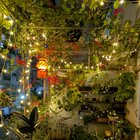 To the third year, diwali lights in my garden. – Reddit Post