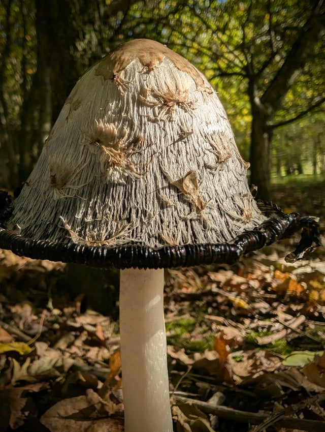 Just showing off my mushroom really 🥳