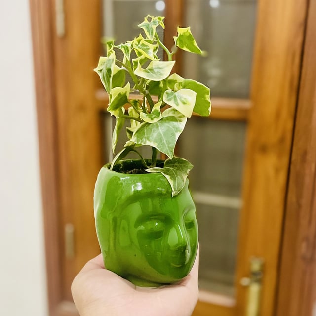 Added some zen vibes to my space with this little green buddy 🌱 Loving the peaceful energy it brings! – Reddit Post