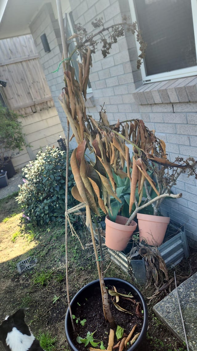 Any idea why the graft died?