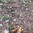 Advice-ground prep after clearance