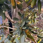 Rhododenron disease – Reddit Post