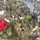 Need help with my rose bushes