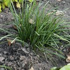What are these little bulbs in my front garden? – Reddit Post