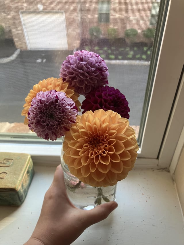 the last of the fall dahlias – Reddit Post