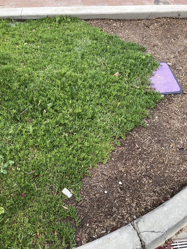 Plant id for this lawn substitute that is in Adelaide