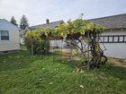 Traumatized my half-century+ grape vine this spring. It bounced back and produced about 50lbs of concord grapes. – Reddit Post