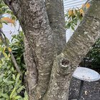 Can we save this tree? – Reddit Post
