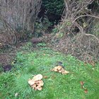 Everything dead and mushrooms growing everywhere. What do?