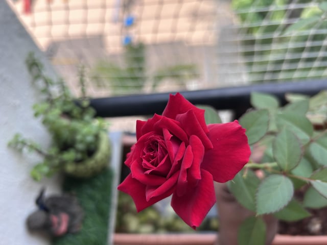 Today’s bloom… Cramped apartment should not deter you from pursuing your gardening hobby! – Reddit Post