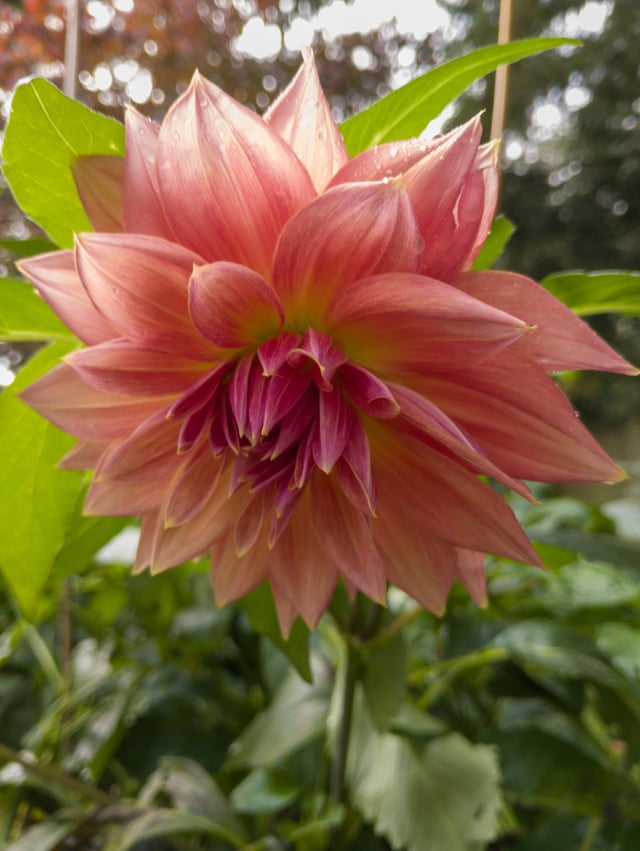 A dahlia we grew loved the color – Reddit Post