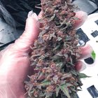 Old School Strawberry Haze Harvest😋
