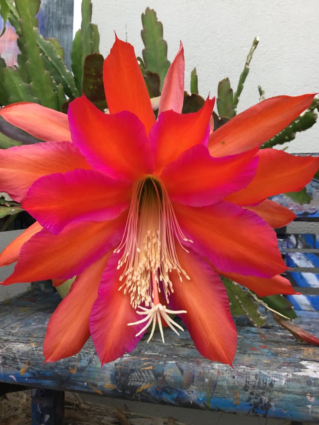 FLOWER POWER – Reddit Post
