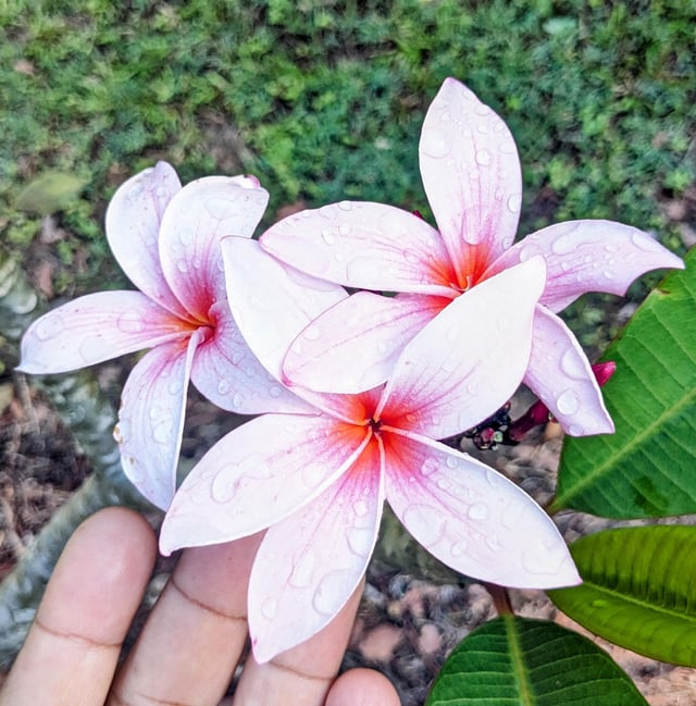 Saw this at a frangipani farm in Australia – Reddit Post