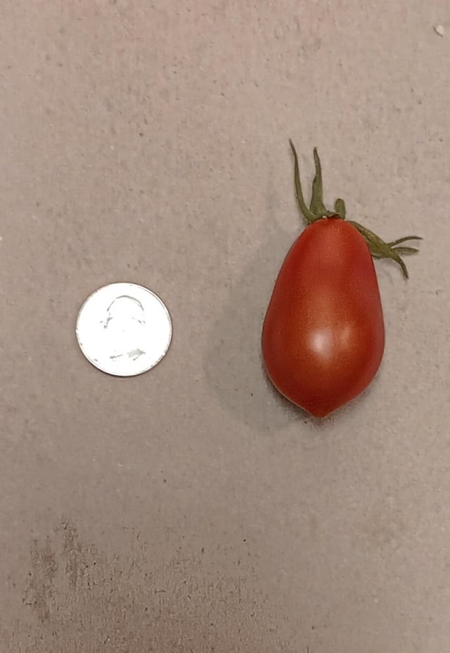 My first tomato grown ever. – Reddit Post