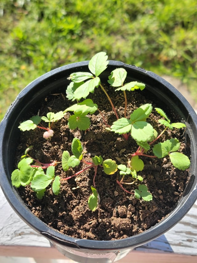Check out these Omakase strawberry plants, grown from seed. I also have Koyo seeds I still need to germinate. – Reddit Post