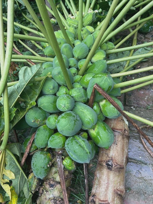 My papaya tree broke and fell because of the last hurricane – Reddit Post