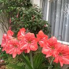 Our Amaryllis family – Reddit Post