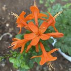 My dads flower blooming – Reddit Post
