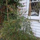Plant ID please
