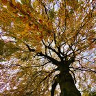 ‘I love not man the less, but nature more’🌿🍁🌲 – Reddit Post