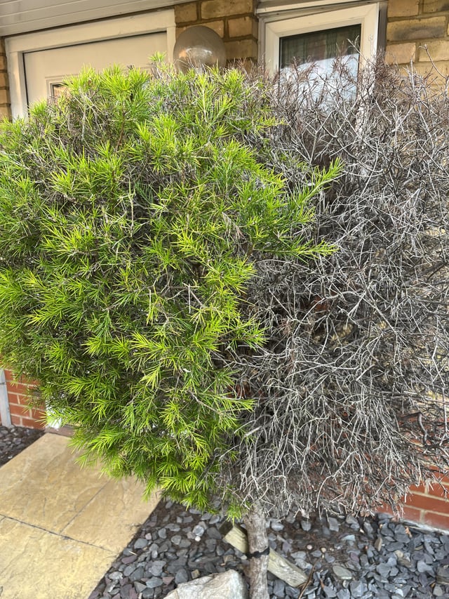 Can I bring this tree back to life?
