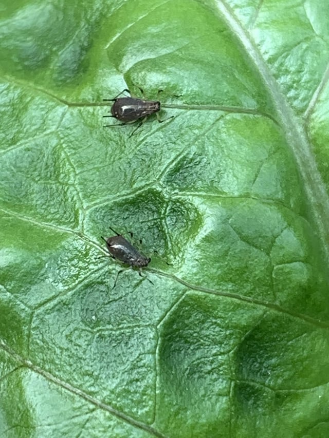 What’s eating my lettuce?
