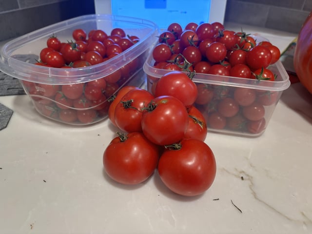 My Rapunzel and Jersey tomatoes are still going strong. Some of the Rapunzel tomatoes will be used for seeds for next year. – Reddit Post