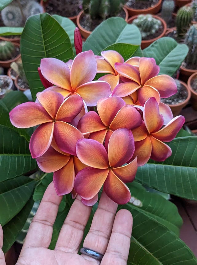 Plumeria – George Brown – Reddit Post