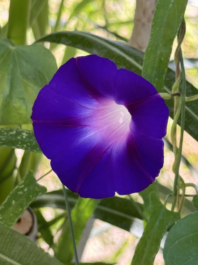 Cooler day in Arizona valley today! Morning Glory appreciated it – Reddit Post