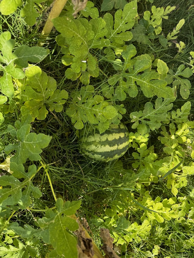Growing watermelon – Reddit Post