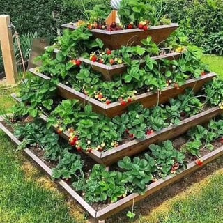 Awesome strawberry’s – Reddit Post