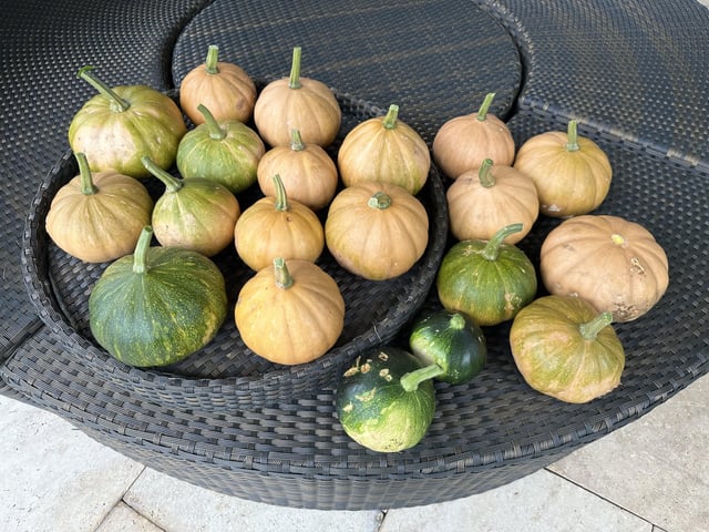 Final harvest of 2024 – Reddit Post