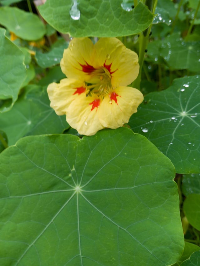 One of our Nasturtium flowers we grew for first time this year – Reddit Post