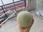 My small melon is surprisingly sweet – Reddit Post