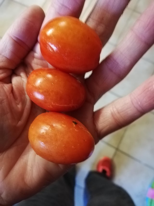 This is my entire tomato harvest after this year’s snailpocalypse – Reddit Post